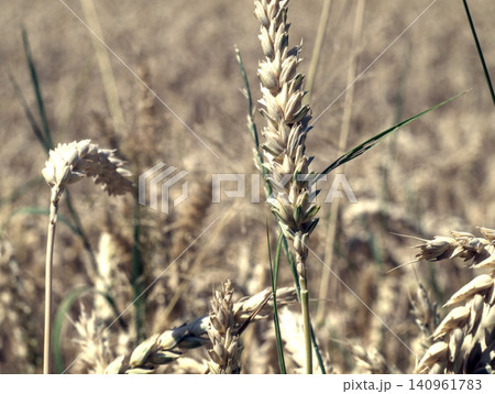 ears of wheat ears of wheat 140961783