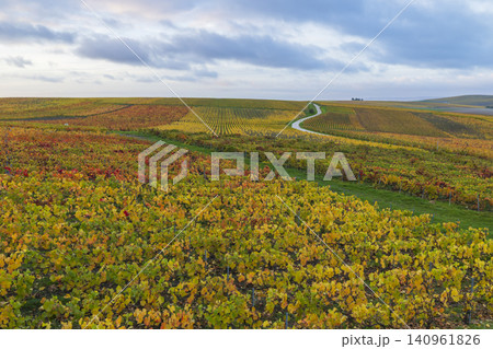 Autumn grapevines covering Val de Livre Champagne landscape 140961826