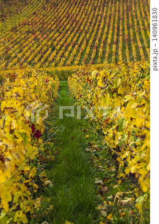 Golden vineyard rows in autumn, Mutigny, Grand Est, France Golden vineyard rows in autumn, Mutigny, Grand Est, France 140961830