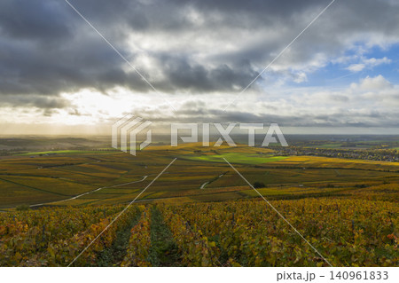 Autumn grapevines in Champagne region under cloudy sky, Mutigny France Autumn grapevines in Champagne region under cloudy sky, Mutigny France 140961833