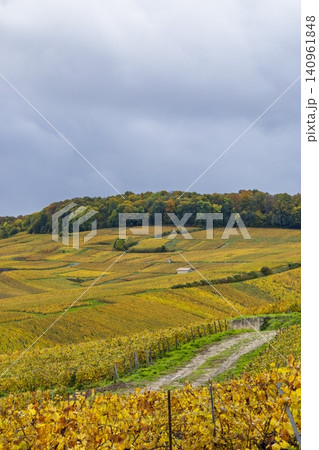 Vineyards changing colors in Cramant, Marne, France 140961848