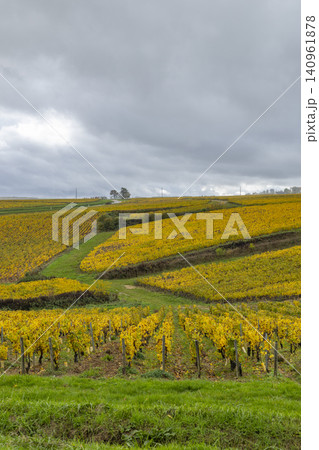 Autumnal vineyards in Villy, Yonne county, Bourgogne Franche Comte, France 140961878