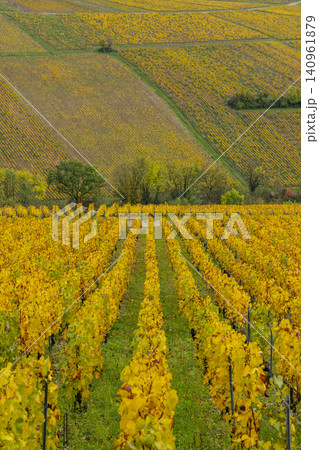 Chablis vineyard displaying vibrant autumn colors Chablis vineyard displaying vibrant autumn colors 140961879
