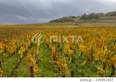 Bourgogne wine region vineyard showcasing autumn colors in Chambolle Musigny 140961883