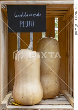 Cucurbita moschata 'PLUTO' butternut squash harvesting in wooden crate 140961889