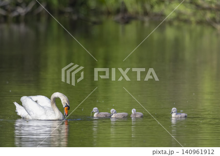 Swan mother swimming with cygnets on pond in Val, Czechia Swan mother swimming with cygnets on pond in Val, Czechia 140961912
