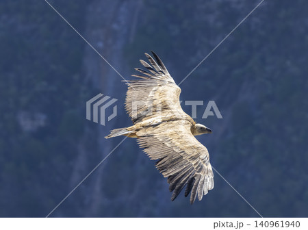 Griffon vulture soaring over Verdon Gorge, Provence Alpes Cote d'Azur Griffon vulture soaring over Verdon Gorge, Provence Alpes Cote d'Azur 140961940
