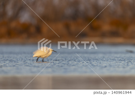 Little egret wading in shallow water at golden hour Little egret wading in shallow water at golden hour 140961944