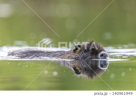 Nutria swimming in water creating reflection in Czechia Nutria swimming in water creating reflection in Czechia 140961949