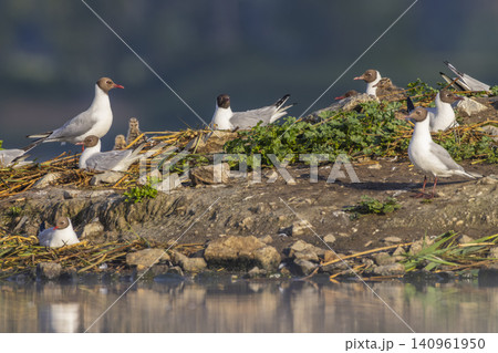 Black headed gulls nesting with chicks by water in Czechia 140961950