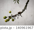 Green unripe fruits on a curved textured branch 140961967