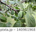 Green unripe plums on a dark tree branch 140961968