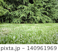 Juicy green grass under the thick branches of a spruce tree 140961969