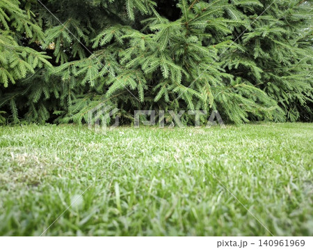 Juicy green grass under the thick branches of a spruce tree Juicy green grass under the thick branches of a spruce tree 140961969