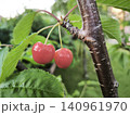 Pair of ripe cherries on a branch in the garden 140961970