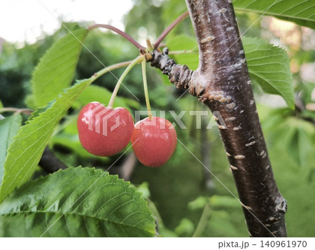 Pair of ripe cherries on a branch in the garden Pair of ripe cherries on a branch in the garden 140961970