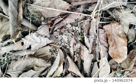 Dry Fallen Leaves Texture Background High Angle View Dry Fallen Leaves Texture Background High Angle View 140962074
