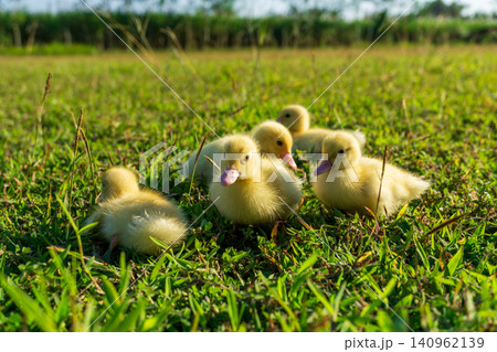 Cute small yellow ducklings playing together on the fresh green grass field. Cute small yellow ducklings playing together on the fresh green grass field. 140962139