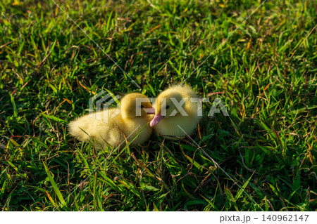 Cute small yellow ducklings playing together on the fresh green grass field. Cute small yellow ducklings playing together on the fresh green grass field. 140962147