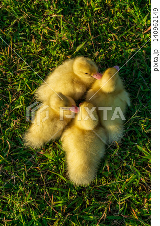 Cute small yellow ducklings playing together on the fresh green grass field. 140962149