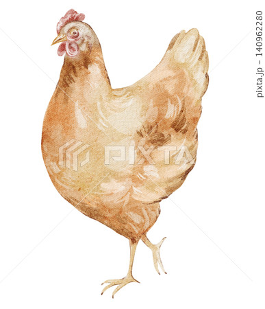 Rooster chicken watercolor illustration brown farm bird isolated Rooster chicken watercolor illustration brown farm bird isolated 140962280