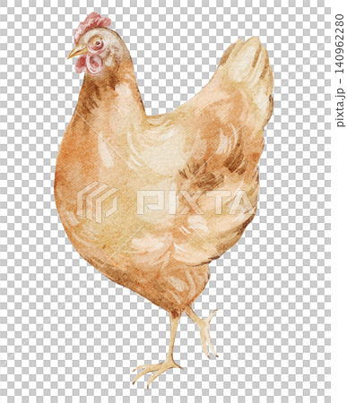 Rooster chicken watercolor illustration brown farm bird isolated Rooster chicken watercolor illustration brown farm bird isolated 140962280
