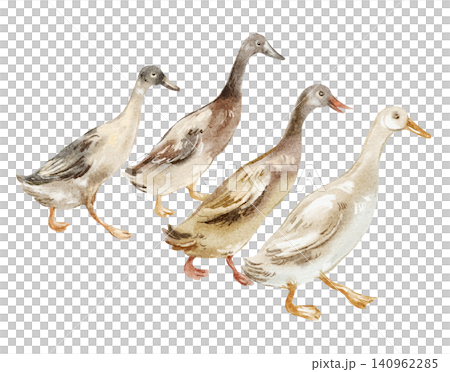Ducks watercolor illustration group isolated on white background 140962285