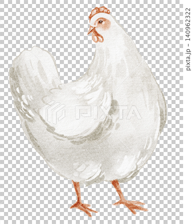 Chicken watercolor illustration white hen isolated on background 140962322