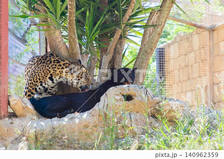 Jaguar and black panther resting together under a tree in a wildlife sanctuary with natural vegetation and stone structures visible in the background Jaguar and black panther resting together under a tree in a wildlife sanctuary with natural vegetation and stone structures visible in the background 140962359