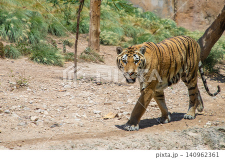 Bengal tiger walking through a natural habitat with dry ground and sparse vegetation under a clear blue sky 140962361