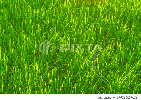 Green paddy harvest rice field agriculture food farm industry background 140962419