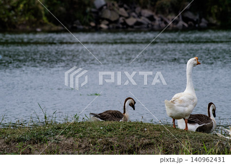 White and Brown Chinese Geese Standing on Grassy River Bank 140962431