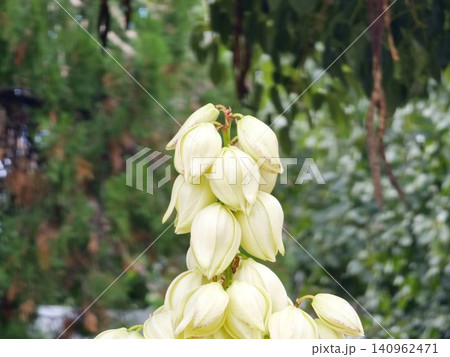 Tall Flowering Yucca Inflorescence in Argentina Tall Flowering Yucca Inflorescence in Argentina 140962471