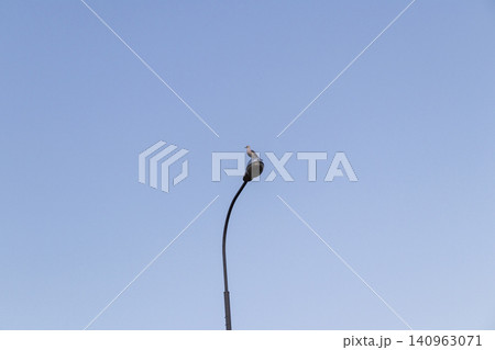 Solitary wild seagull bird perched on top of a curved metal street lantern post against a clear blue sky. Solitary wild seagull bird perched on top of a curved metal street lantern post against a clear blue sky. 140963071