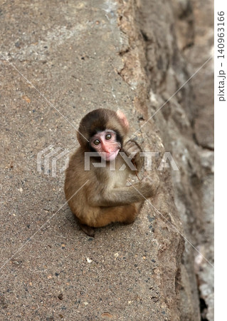木の枝を咥えたカメラ目線のニホンザルの赤ちゃん 木の枝を咥えたカメラ目線のニホンザルの赤ちゃん 140963166