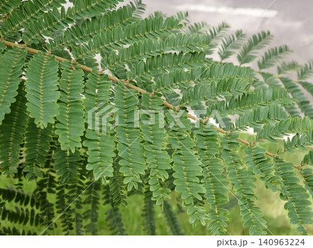 Healthy Blue Jacaranda Foliage in Urban Landscape 140963224