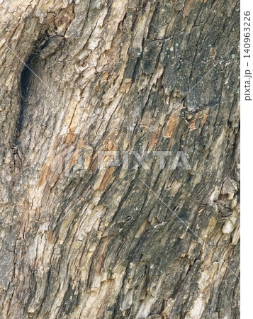 Close Up of Mature Blue Jacaranda Bark Close Up of Mature Blue Jacaranda Bark 140963226