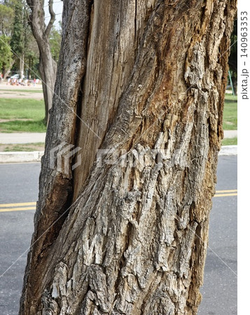 Textured Bark of Mature Japanese Zelkova Tree Textured Bark of Mature Japanese Zelkova Tree 140963353