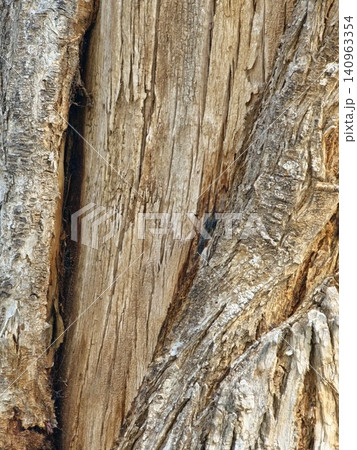 Close Up of Japanese Zelkova Bark Texture Close Up of Japanese Zelkova Bark Texture 140963354