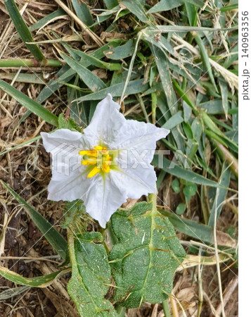 White Flower of Sticky Nightshade Close Up White Flower of Sticky Nightshade Close Up 140963356