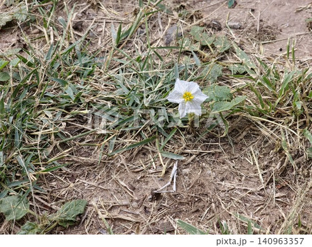 Spiny Sticky Nightshade Growing Naturally 140963357