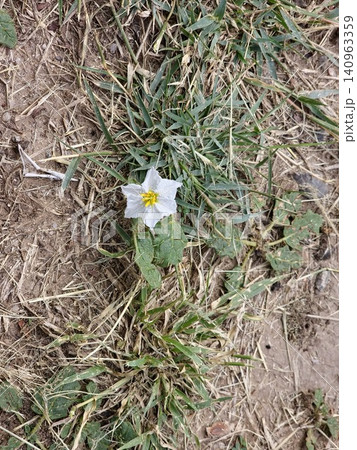 Flowering Sticky Nightshade Plant in Cordoba Argentina Flowering Sticky Nightshade Plant in Cordoba Argentina 140963359