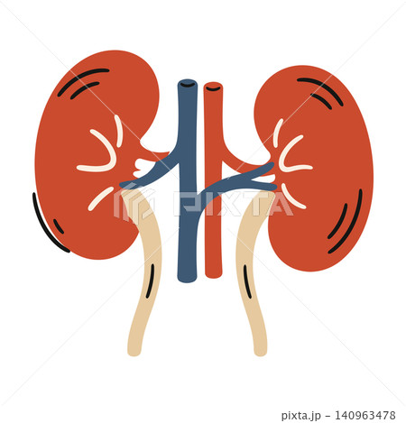 Human kidney anatomy illustration in modern flat vector style for medical education and healthcare 140963478