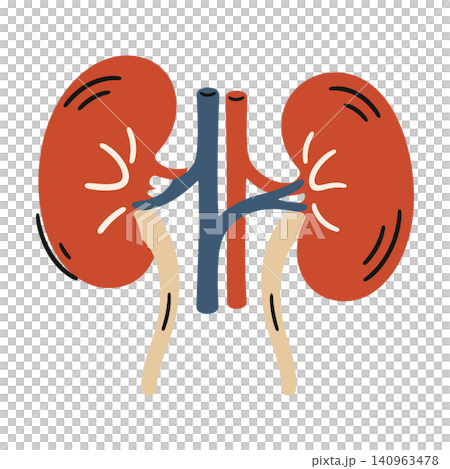 Human kidney anatomy illustration in modern flat vector style for medical education and healthcare 140963478