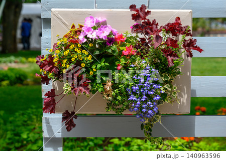 花フェスタ2026(札幌大通公園)_1439 花フェスタ2026(札幌大通公園)_1439 140963596