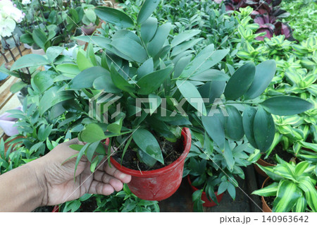 Nagi Podocarpus, Podocarpus nagi leaf, decorative houseplant 140963642