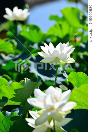 白い蓮の花 白い蓮の花 140963680