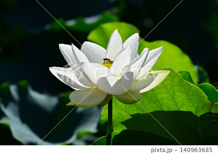 白い蓮の花 140963685