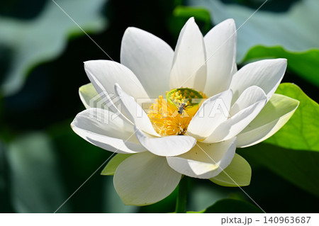 白い蓮の花 白い蓮の花 140963687