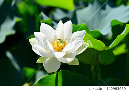 白い蓮の花 140963689